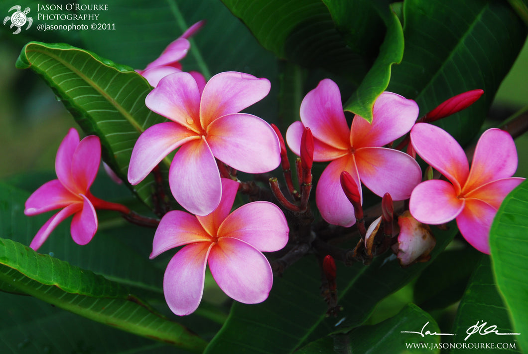 Hana Pink Plumerias