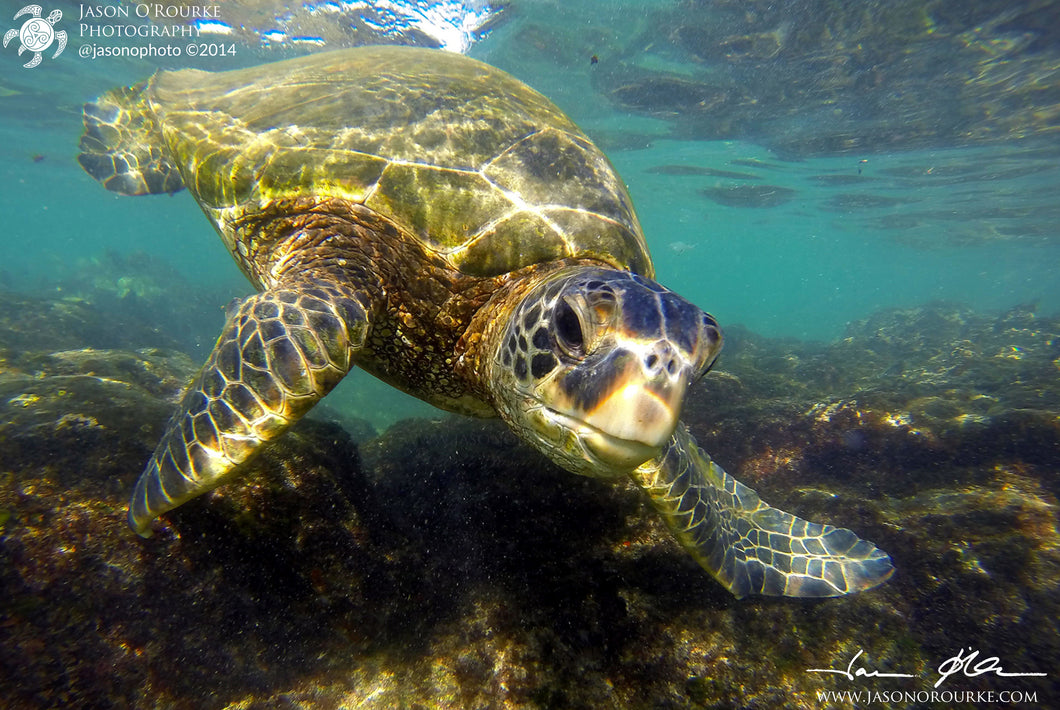 Napili Honu