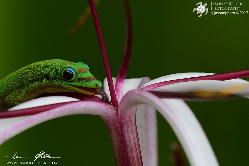 Thirsty Gecko